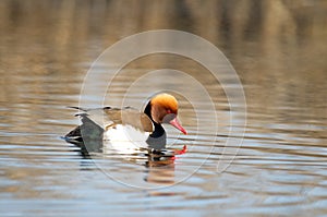 Red-crested Pochard Netta rufina