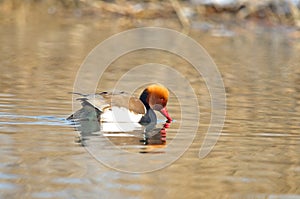 Red-crested Pochard Netta rufina