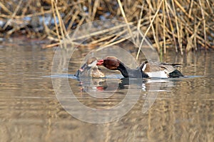 Red-crested Pochard Netta rufina