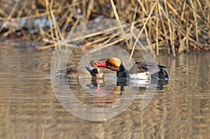 Red-crested Pochard Netta rufina