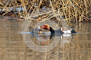 Red-crested Pochard Netta rufina