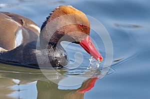 Red-crested Pochard Netta rufina