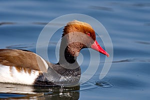 Red-crested Pochard Netta rufina