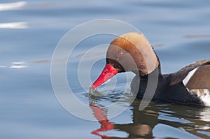 Red-crested Pochard Netta rufina