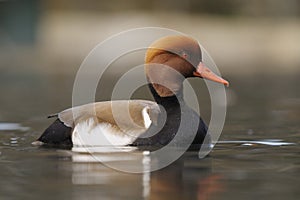 Red-crested Pochard - Netta rufina