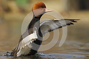 Red-crested Pochard - Netta rufina