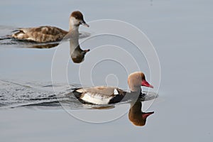 The red-crested pochard Netta rufina