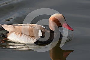 The red-crested pochard Netta rufina