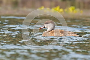 Red-crested Pochard Netta rufina