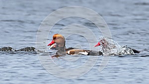 Red-crested Pochard Netta rufina