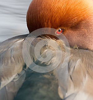 Red crested pochard (Netta Rufina)
