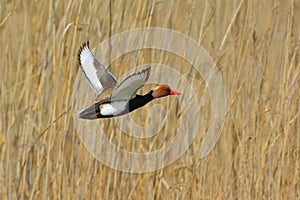 Red Crested pochard (Netta Rufina)