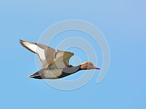 Red Crested pochard (Netta Rufina)