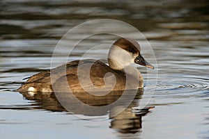 Red-crested pochard, Netta rufina