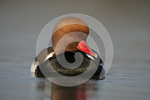 Red-crested pochard, Netta rufina