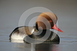Red-crested pochard, Netta rufina