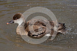 Red-crested pochard (Netta rufina).