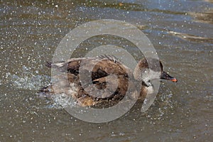 Red-crested pochard (Netta rufina).