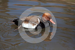 Red-crested pochard (Netta rufina).