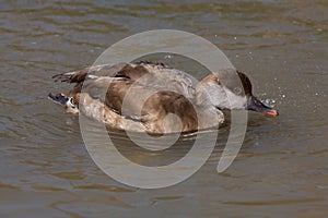 Red-crested pochard (Netta rufina).