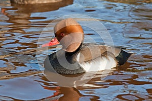 Red-crested Pochard (Netta rufina)