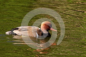 Red-crested Pochard, Netta rufina