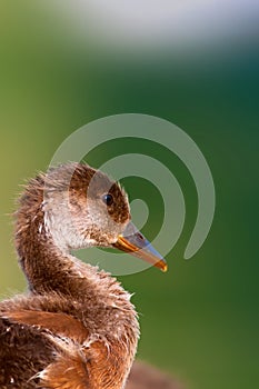 A cute duck. Colorful nature background. Red crested Pochard. Netta rufina.