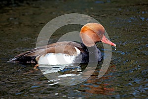 Red-crested Pochard (Netta rufina) in Europe and Asia