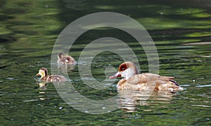 Red-crested pochard (netta rufina) female and baby