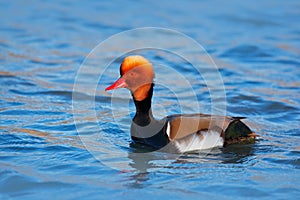 Red-crested Pochard, Netta rufina, floating on dark water surface. Nice duck with rusty head in blue water. Evening sun in the lak