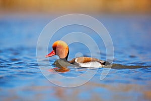 Red-crested Pochard, Netta rufina, floating on dark water surface. Nice duck with rusty head in blue water. Evening sun in the lak