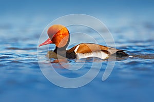 Red-crested Pochard, Netta rufina, floating on dark water surface. Nice duck with rusty head in blue water. Evening sun in the lak