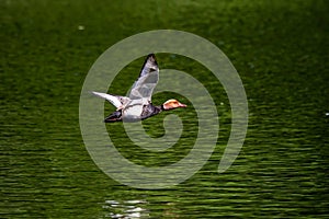 Red-crested Pochard, Netta rufina flying over a lake at Munich, Germany