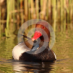 The Red-crested pochard Netta rufina in lake with reeds