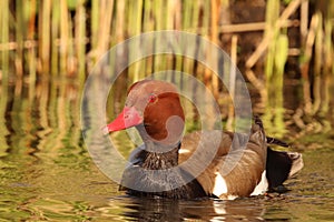 The Red-crested pochard Netta rufina in lake with reeds