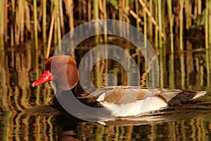 The Red-crested pochard Netta rufina in lake with reeds