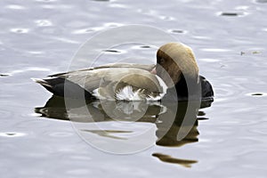 Red-crested pochard / Netta rufina - large diving duck