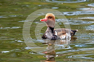 The Red-crested Pochard, Netta rufina is a large diving duck