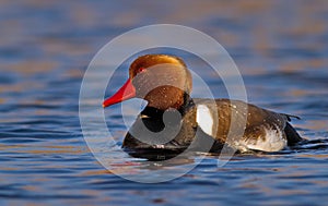 Red crested pochard (Netta rufina) male