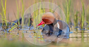 Red-crested pochard - Netta rufina - male bird