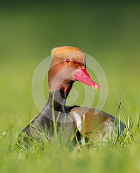 Red-crested pochard - Netta rufina - male bird