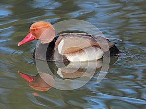 Red-crested pochard (Netta rufina) male on the river
