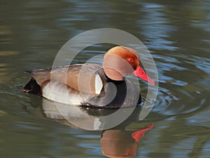 Red-crested pochard (Netta rufina) male on the river