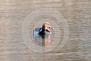 Red-crested pochard (Netta rufina) in the National Park of Las Tablas de Daimiel