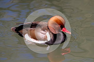 Red-crested Pochard, Netta rufina swimming in a lake