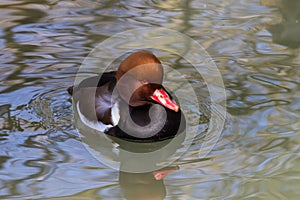 Red-crested Pochard, Netta rufina swimming in a lake