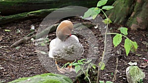 Red-crested Pochard, Netta rufina swimming in a lake