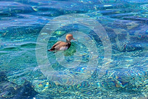 Red-crested pochard (Netta rufina) swimming in lake