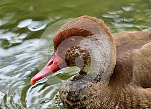 Red-crested pochard - Netta rufina young male in Kurpark Oberlaa