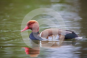 Red-crested pochard preening feathers